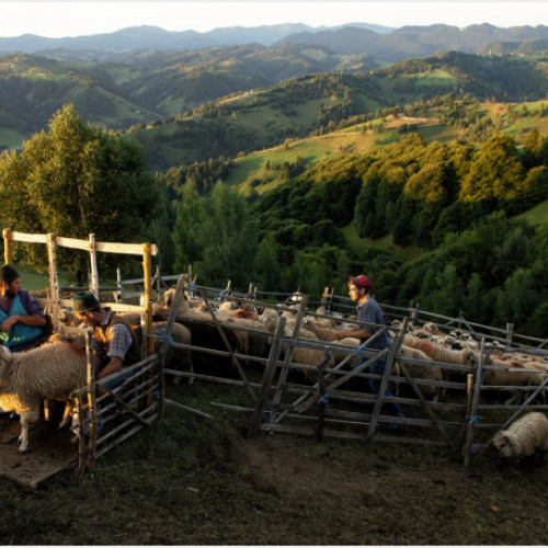 Seceta și problemele agriculturii românești, semnalate de fermieri