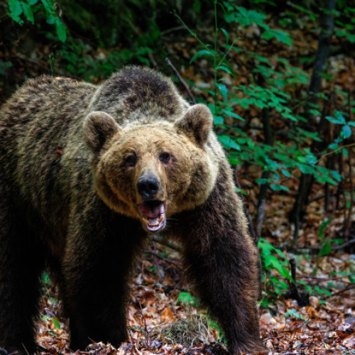 Femeie rănită de un urs în zona barajului Vidraru