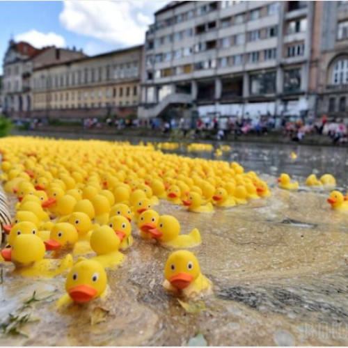 Cursa ratuștelor, eveniment caritabil organizat de Rotaract Club Oradea, va avea loc pe 1 iunie