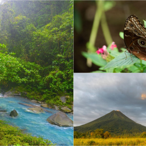 Colapsul insectelor: un semnal de alarmă pentru biodiversitatea Planetei